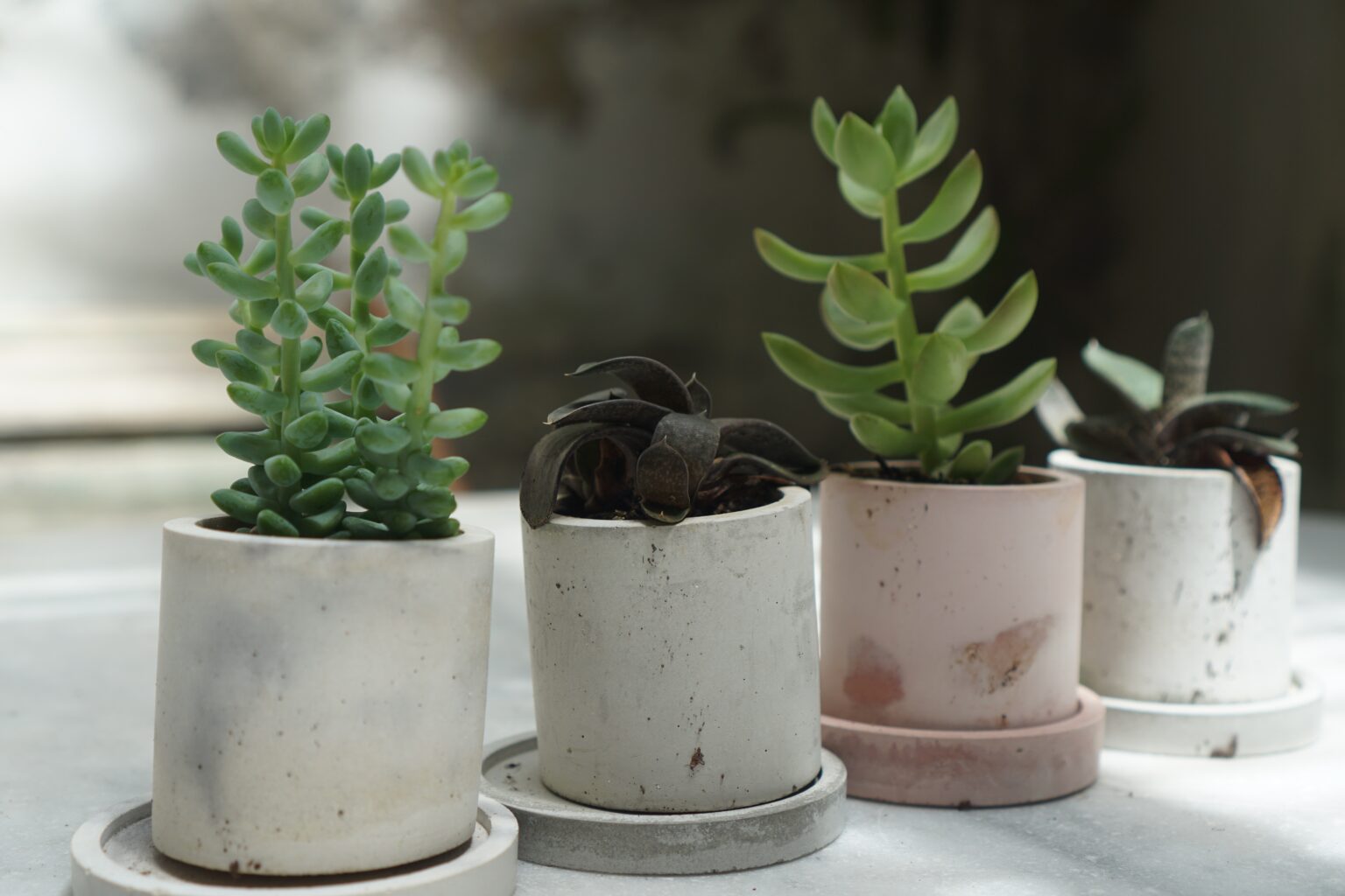 plantas em casa