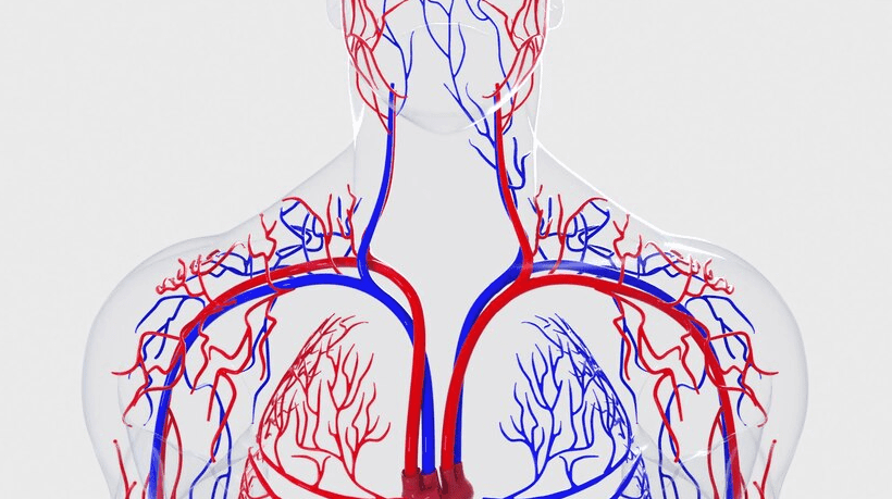 “Má circulação” entenda mais sobre esse assunto!