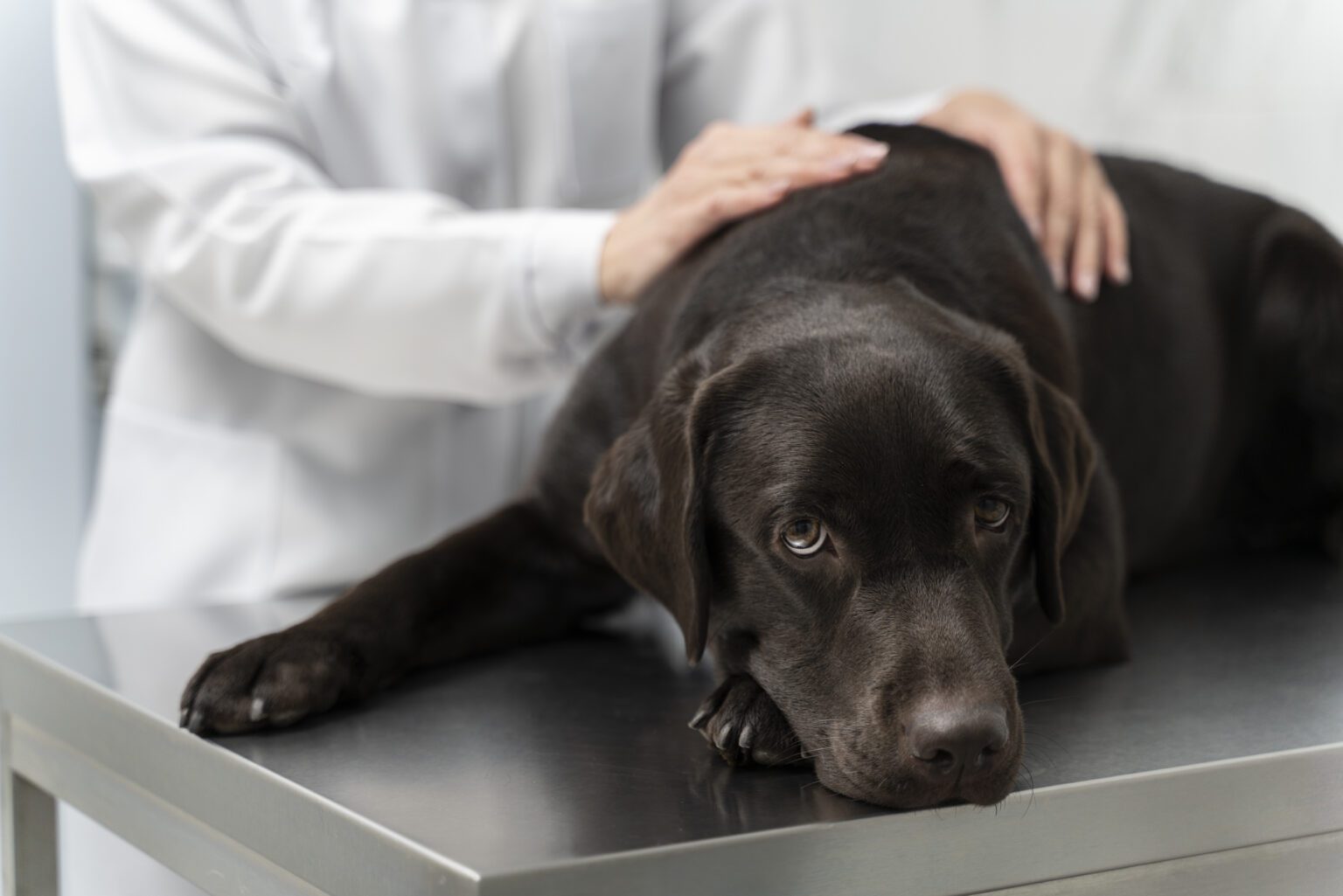 Você sabe o que é a doença do carrapato e como ela pode afetar o seu cachorro? carrapato